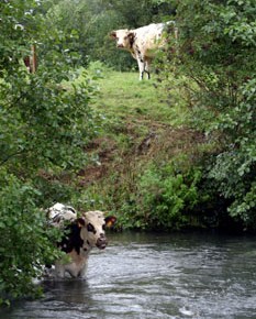 Une vache et un&nbsp;hamster…