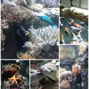 Comprendre et rêver en famille, la nouvelle exposition de l&rsquo;Aquarium de&nbsp;Paris