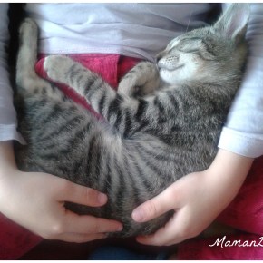 Mes petits chatons&nbsp;d&rsquo;amour