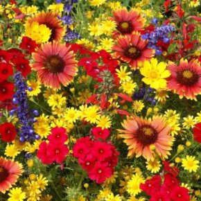 Des fleurs pour changer la vie&nbsp;…