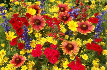 681500-fleurs-sauvages-ete-designees-national