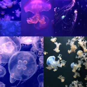 Une chouette sortie à l&rsquo;Aquarium de&nbsp;Paris